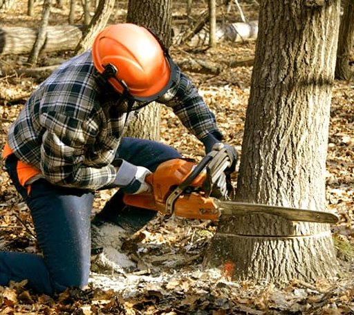 Tree Removal in Parker, KS